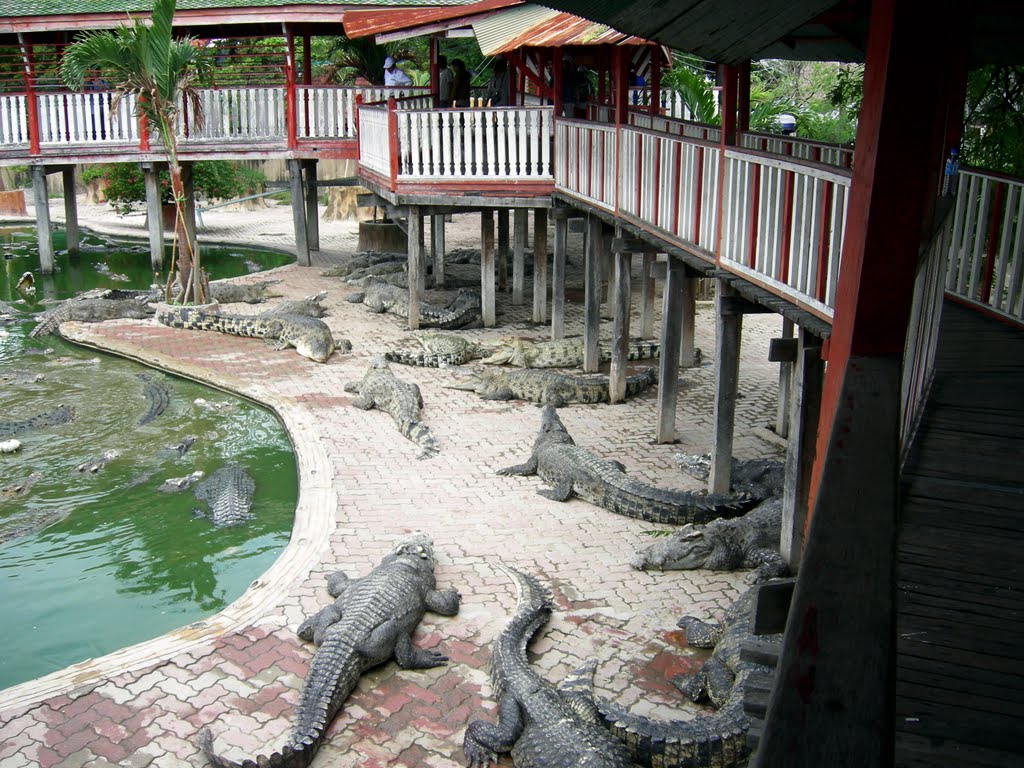 The Crocodile Parks Of Thailand